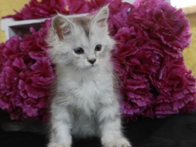 Jasmine - Maine Coon - Gallery Photo #1