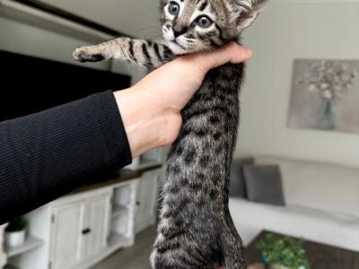 Luna - Savannah - Gallery Photo #1