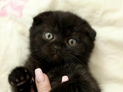 Pumpkin Black Tabby - Scottish Fold - Gallery Photo #1