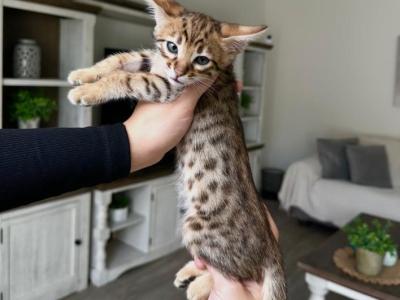 Leo - Savannah - Gallery Photo #1