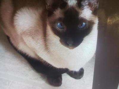Bella - Siamese - Gallery Photo #1