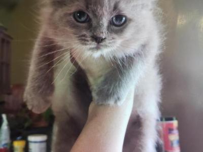Rose - Ragdoll - Gallery Photo #1