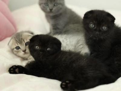 Pickle Black Tabby - Scottish Fold - Gallery Photo #1