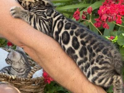 Brown Bengal Boy - Bengal - Gallery Photo #1