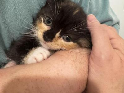 Mini - Munchkin - Gallery Photo #1