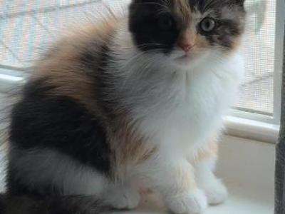 Mega - Scottish Fold - Gallery Photo #1