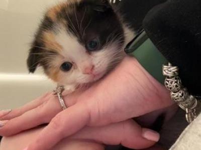 Marsha - Scottish Fold - Gallery Photo #1