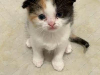 Marsha - Scottish Fold - Gallery Photo #1