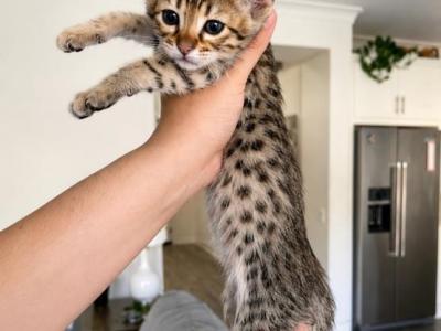 Pumpkin - Savannah - Gallery Photo #1