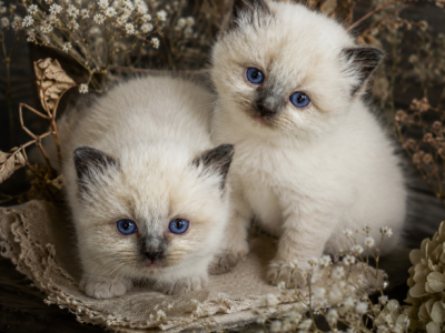 Blue - Ragdoll - Gallery Photo #1