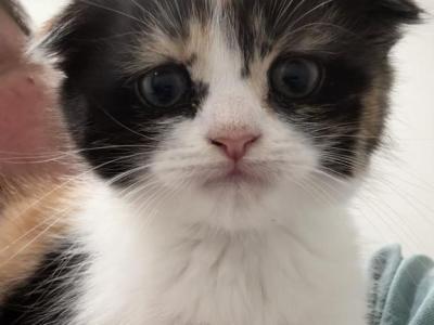 Mellow - Scottish Fold - Gallery Photo #1