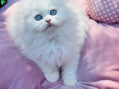 Fluffy In OREGON - Scottish Fold - Gallery Photo #1