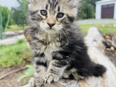 Coco - Maine Coon - Gallery Photo #1