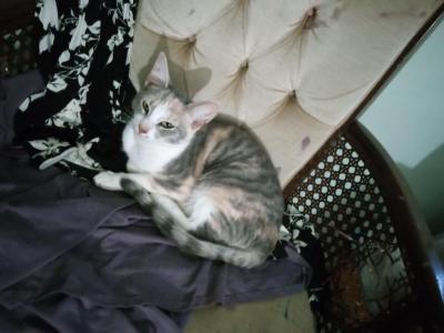 Sammie & Grey Grey - Domestic - Gallery Photo #1