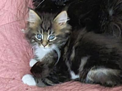 Oreo - Maine Coon - Gallery Photo #1