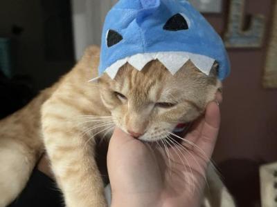 Caramel - American Shorthair - Gallery Photo #1