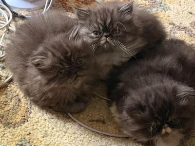 Persian Kittens - Persian - Gallery Photo #1