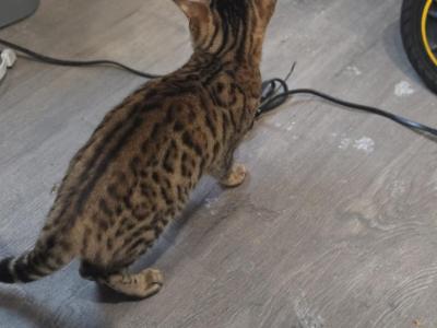 Pure BENGAL Kitty - Bengal - Gallery Photo #1