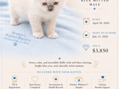 TIDE Blue Mitted Ragdoll - Ragdoll - Gallery Photo #1