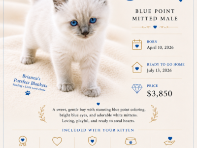 FINN Blue Point Mitted - Ragdoll - Gallery Photo #1