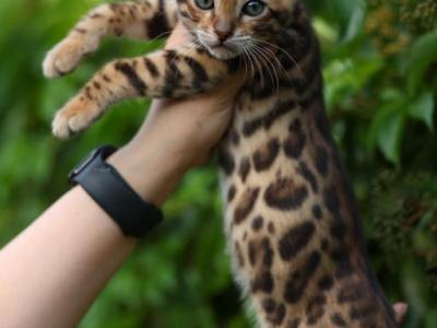 Lux - Bengal - Gallery Photo #1