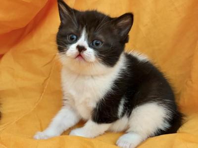 Marilyn - British Shorthair - Gallery Photo #1