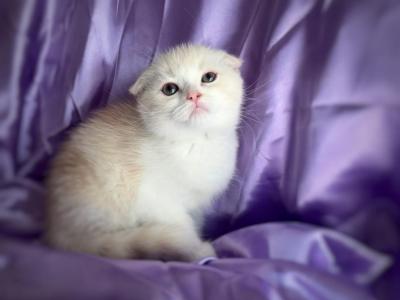 Odysseus - Scottish Fold - Gallery Photo #1