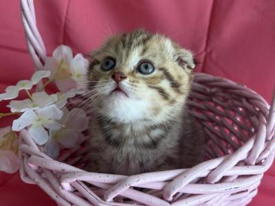 Moonlight - Scottish Fold - Gallery Photo #1