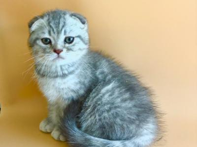 Luna - British Shorthair - Gallery Photo #1