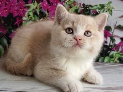 British Uno - British Shorthair - Gallery Photo #1