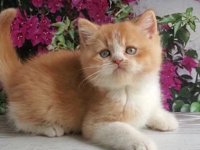 British Unique - British Shorthair - Gallery Photo #1