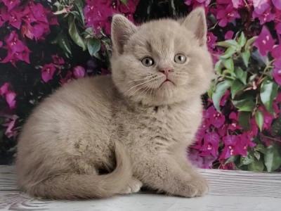 British Ulysses - British Shorthair - Gallery Photo #1