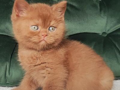 British Uliy - British Shorthair - Gallery Photo #1