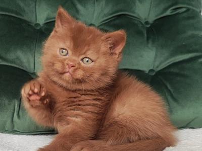 British Umi - British Shorthair - Gallery Photo #1
