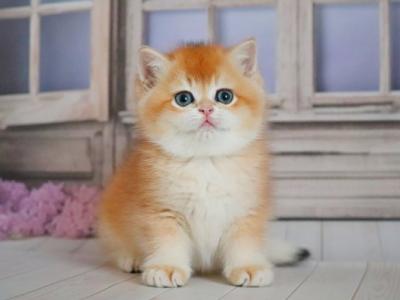 British Vincent - British Shorthair - Gallery Photo #1