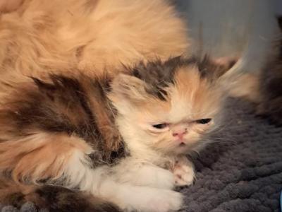 Callie - Persian - Gallery Photo #1