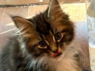Oreo - Maine Coon - Gallery Photo #1