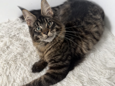 Walmar - Maine Coon - Gallery Photo #1