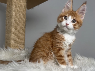 Bryan - Maine Coon - Gallery Photo #1