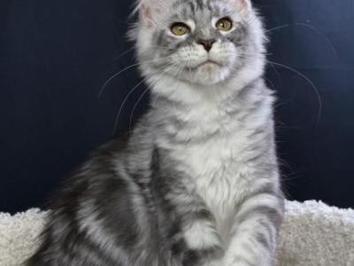 Ivan - Maine Coon - Gallery Photo #1