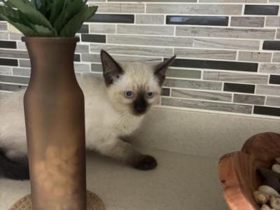 Bella - Siamese - Gallery Photo #1