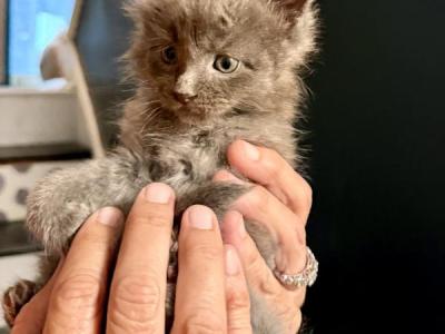 Synyi's Babies - Maine Coon - Gallery Photo #1