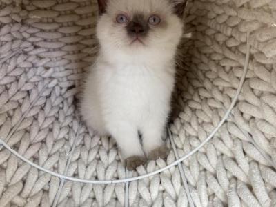 Scottish Kitten With Blue Eyes - Scottish Straight - Gallery Photo #1