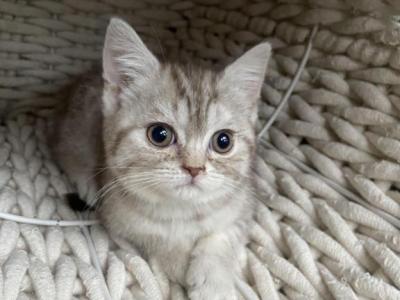Tiger Scottish Kitten - Scottish Straight - Gallery Photo #1