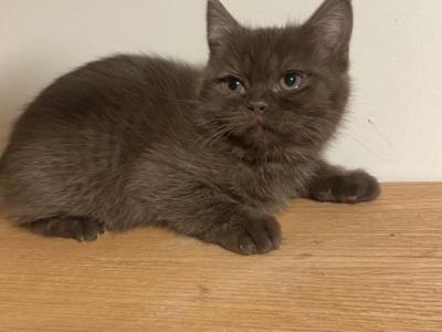 Leo Chocolate Scottish Kitten - Scottish Straight - Gallery Photo #1
