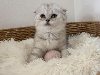 Snowball Scottish Fold Girl Kitten - Scottish Fold - Gallery Photo #1