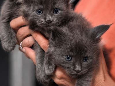 Blue Babies - Maine Coon - Gallery Photo #1