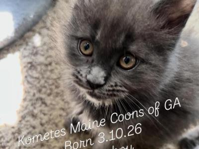 The Legacy Litter - Maine Coon - Gallery Photo #1