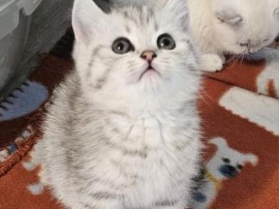 LUXYURY  British Shorthair Kittens  Ready To Go - British Shorthair - Gallery Photo #1