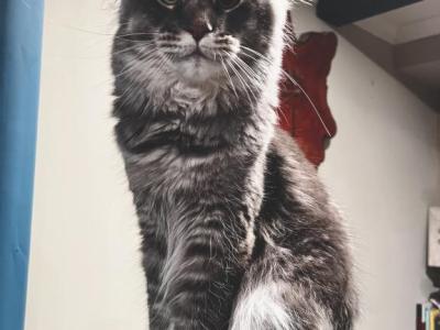 Champion Eclipse - Maine Coon - Gallery Photo #1